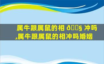 属牛跟属鼠的相 🐧 冲吗,属牛跟属鼠的相冲吗婚姻